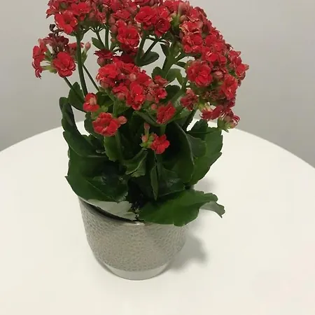 מלון Pension Camino Del Norte